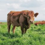 Massentierhaltung in Zeiten von Corona. Foto: Unsplash/Dhruv Mehra