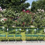 Rosen im Volksgarten