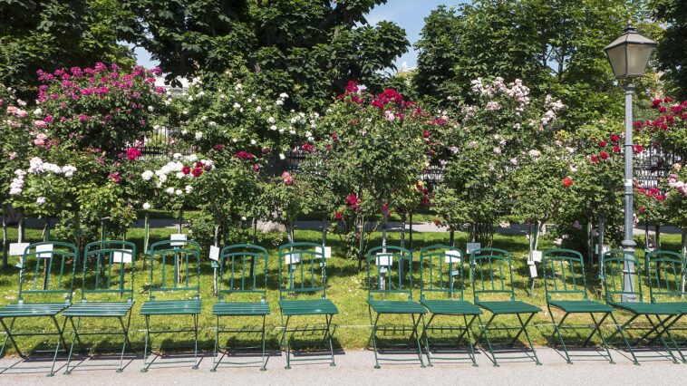 Rosen im Volksgarten