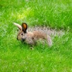 Wien Kaninchen Handelskai