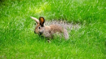 Wien Kaninchen Handelskai