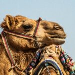 Foto: Unsplash/Vlad Kiselov