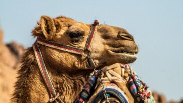 Foto: Unsplash/Vlad Kiselov