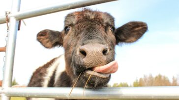 Foto: Unsplash/Colton Jones