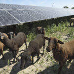 Ökostrom: Schafe unter einem Solarpanel in Wien. Foto: Wien Energie/Johannes Zinner