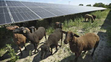 Photovoltaik Anlage wird in Nickelsdorf gebaut