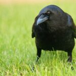 In Schweden sollen Krähen Zigarettenstummel sammeln.