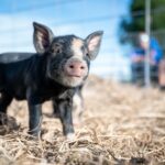 Foto: Pexels/Brett Sayles