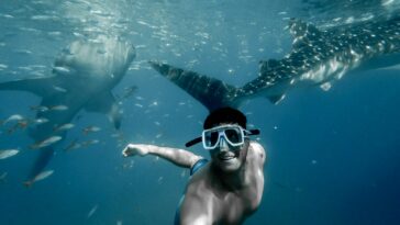 Hai_The Bored Apeventurer_unplash