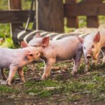 Die meisten Schweine in Österreich schlafen auf Vollspaltenböden in ihren Exkrementen. Das will die burgenländische Landesregierung ändern. Bild: Unsplash/ Marek Piwnicki