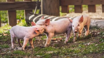 Die meisten Schweine in Österreich schlafen auf Vollspaltenböden in ihren Exkrementen. Das will die burgenländische Landesregierung ändern. Bild: Unsplash/ Marek Piwnicki