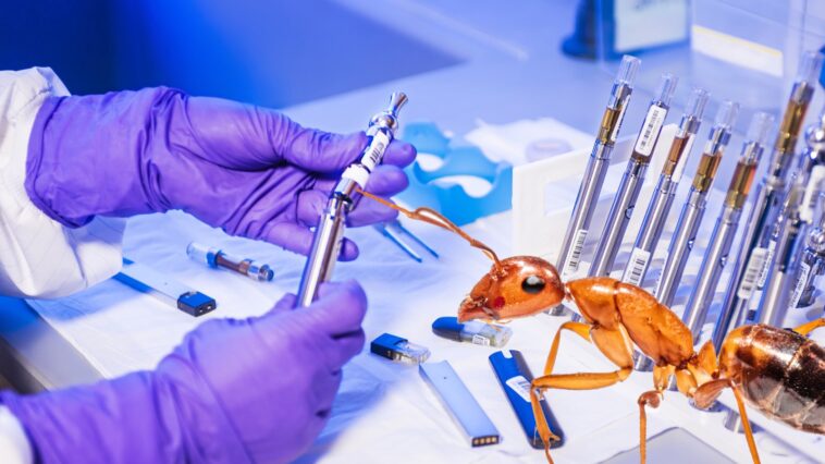 Fotomontage Ameise im Labor Krebs erkennen