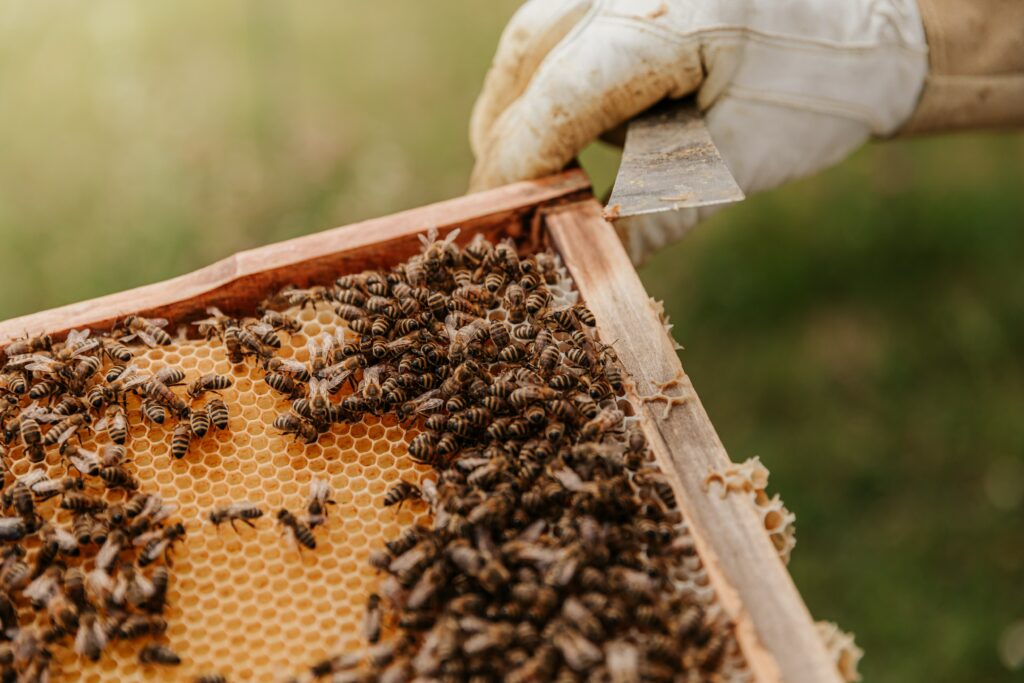 Pestizide gefährden die Bienen