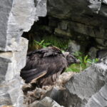 Bartgeier Nachwuchs Hohe Tauern