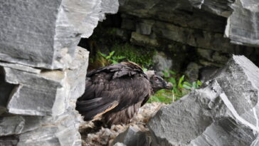 Bartgeier Nachwuchs Hohe Tauern