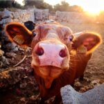 Tierschutzkommissar europa