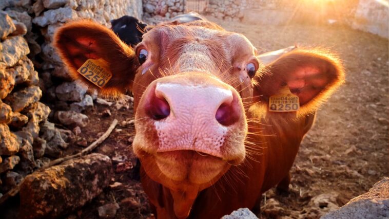 Tierschutzkommissar europa