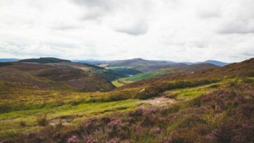 Klimaretter Irland Moorlandschaft mit lila Blumen