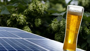 Hopfen Photovoltaik Sonnenenergie