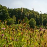 Wilde Wiese mit Blumen und Wald Natur EU Renaturierungsgesetz