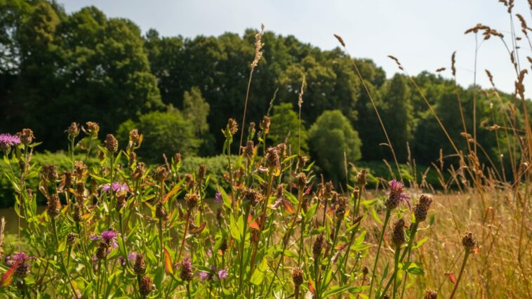 Wilde Wiese mit Blumen und Wald Natur EU Renaturierungsgesetz