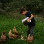 Foto von Laura Ohlman auf Unsplash, Huhn, Tierwohl, Tiertransport Stopp