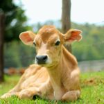 Kalb, Kuh, Rinder Vollspaltenboden,