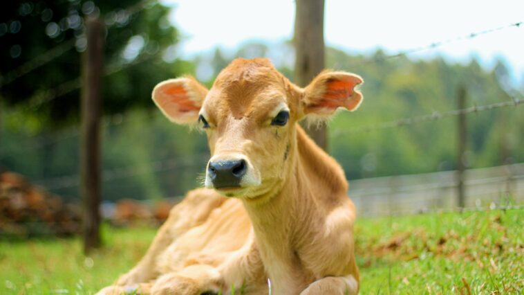 Kalb, Kuh, Rinder Vollspaltenboden,