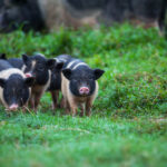 Schweine, Image by kamchatka on Freepik