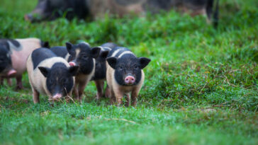 Schweine, Image by kamchatka on Freepik