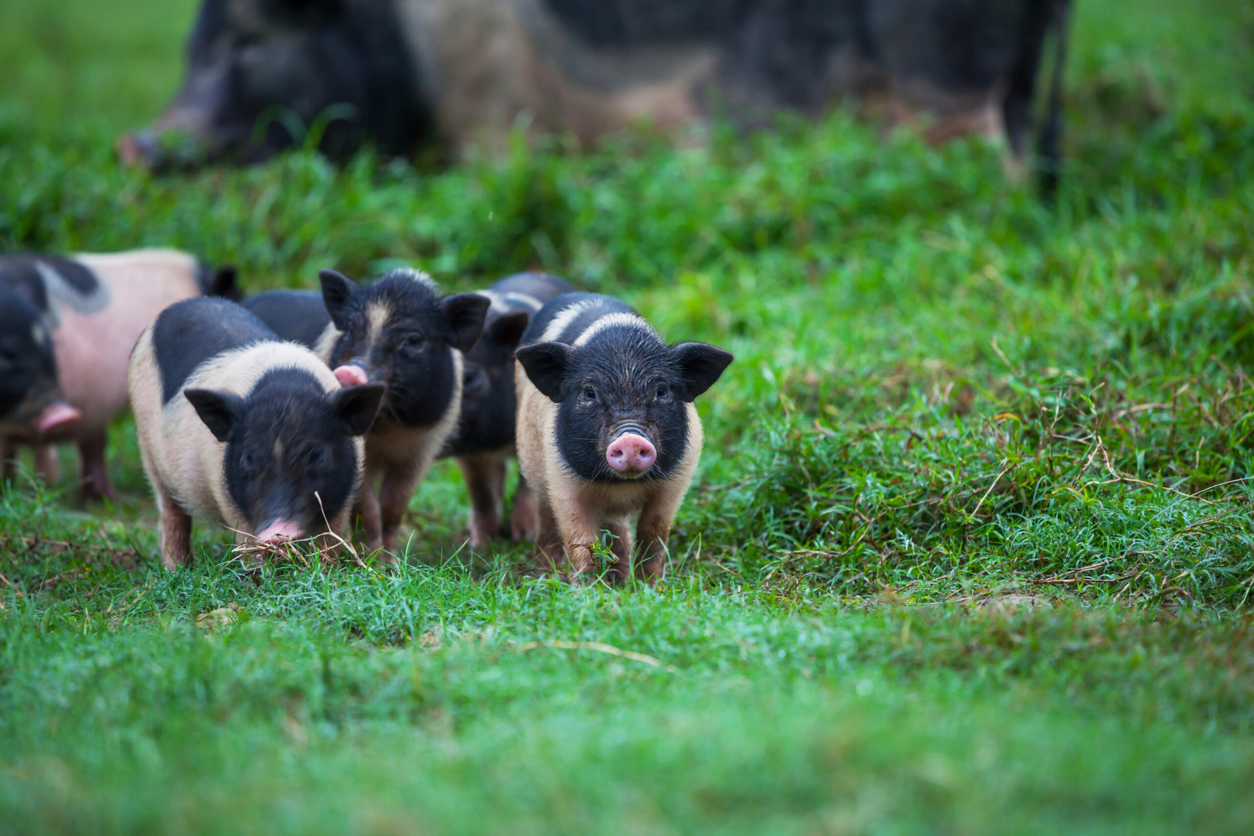 Schweine, Image by kamchatka on Freepik