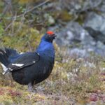 Oberösterreich Jagdgesetz Birkhuhn