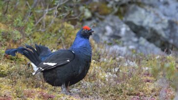 Oberösterreich Jagdgesetz Birkhuhn