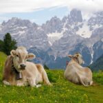 Vollspaltenboden Tierleid