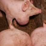 Tierschutzskandal Steiermark Leibnitz