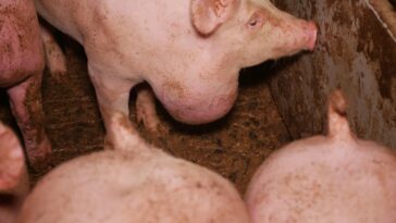 Tierschutzskandal Steiermark Leibnitz