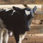 Die Tierquälerei in Europa durch tagelange Tiertransporte muss aufhören. Das fordert EU-Abgeordneter der SPÖ, Günther Sidl