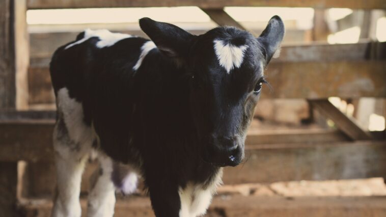 Die Tierquälerei in Europa durch tagelange Tiertransporte muss aufhören. Das fordert EU-Abgeordneter der SPÖ, Günther Sidl