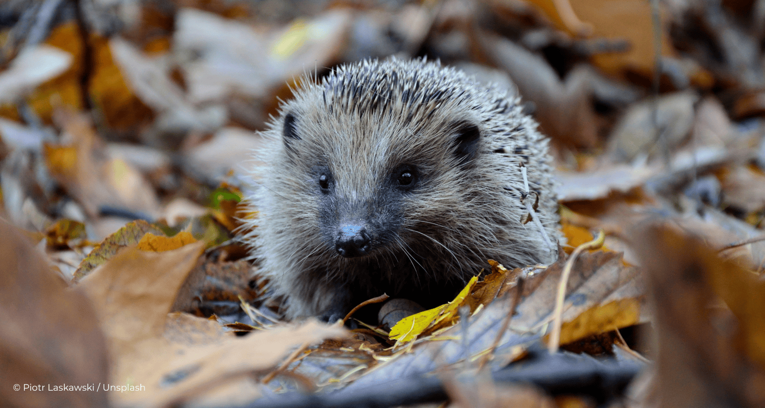 Zwischen-Frost-und-Futterknappheit-Igel-im-berlebenskampf