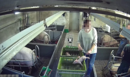 (c) Verein gegen Tierfabriken