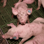 (c) Verein gegen Tierfabriken