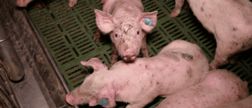 (c) Verein gegen Tierfabriken