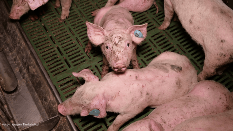 (c) Verein gegen Tierfabriken